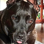 Rona joined the competition — help win amazing prizes! dog, black_dog, ears, tongue_out, close_up, indoor, blanket, furniture, pet, animal, canine, lying_down, brown_eyes, relaxed, home, floor, collar, domestic, cute, companion