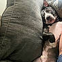 Buster joined the competition — help win amazing prizes! dog, sleeping, couch, pillow, black_and_white, pet, indoor, relaxed, fur, paw, snout, ear, collar, resting, cozy, home, animal, mammal, comfort, canine