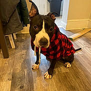 Buster joined the competition — help win amazing prizes! dog, indoor, floor, wooden_floor, hoodie, red, black, white, pet, animal, cute, sitting, looking_up, cozy, clothing, ears_up, puppy, domestic, home, playful