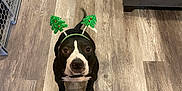 Buster is registered to the contest to win money with this photo: dog, black_and_white, christmas_headband, festive, indoor, wooden_floor, couch, pet, looking_up, flooring, home, animal, domestic_animal, companion, cute, holiday, accessory, guard_gate, living_room, canine