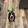 dog, black_and_white, christmas_headband, festive, indoor, wooden_floor, couch, pet, looking_up, flooring, home, animal, domestic_animal, companion, cute, holiday, accessory, guard_gate, living_room, canine