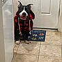 Buster is registered to the contest to win money with this photo: dog, hoodie, black_and_white, indoor, tile_floor, door, mat, paw_prints, pet, smiling, sitting, clothing, canine, happy, animal, portrait, household, domestic, cute, cozy