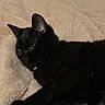 animal, black_cat, blanket, cat, close_up, companion, cozy, cute, domestic_animal, ears, feline, fur, green_eyes, indoor, pet, relaxed, resting, sleepy, soft_texture, whiskers