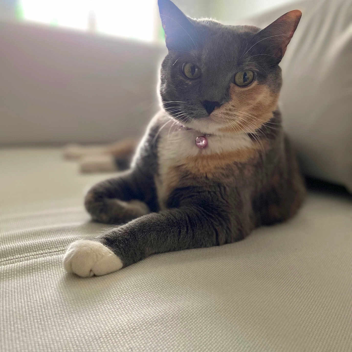 Grayson is registered to the contest to win money with this photo: abyssinian, accessories, animal, blanket, cat, collar, couch, cushion, furniture, homedecor, indoors, interiordesign, jewelry, kitten, manx, necklace, pet, siamese