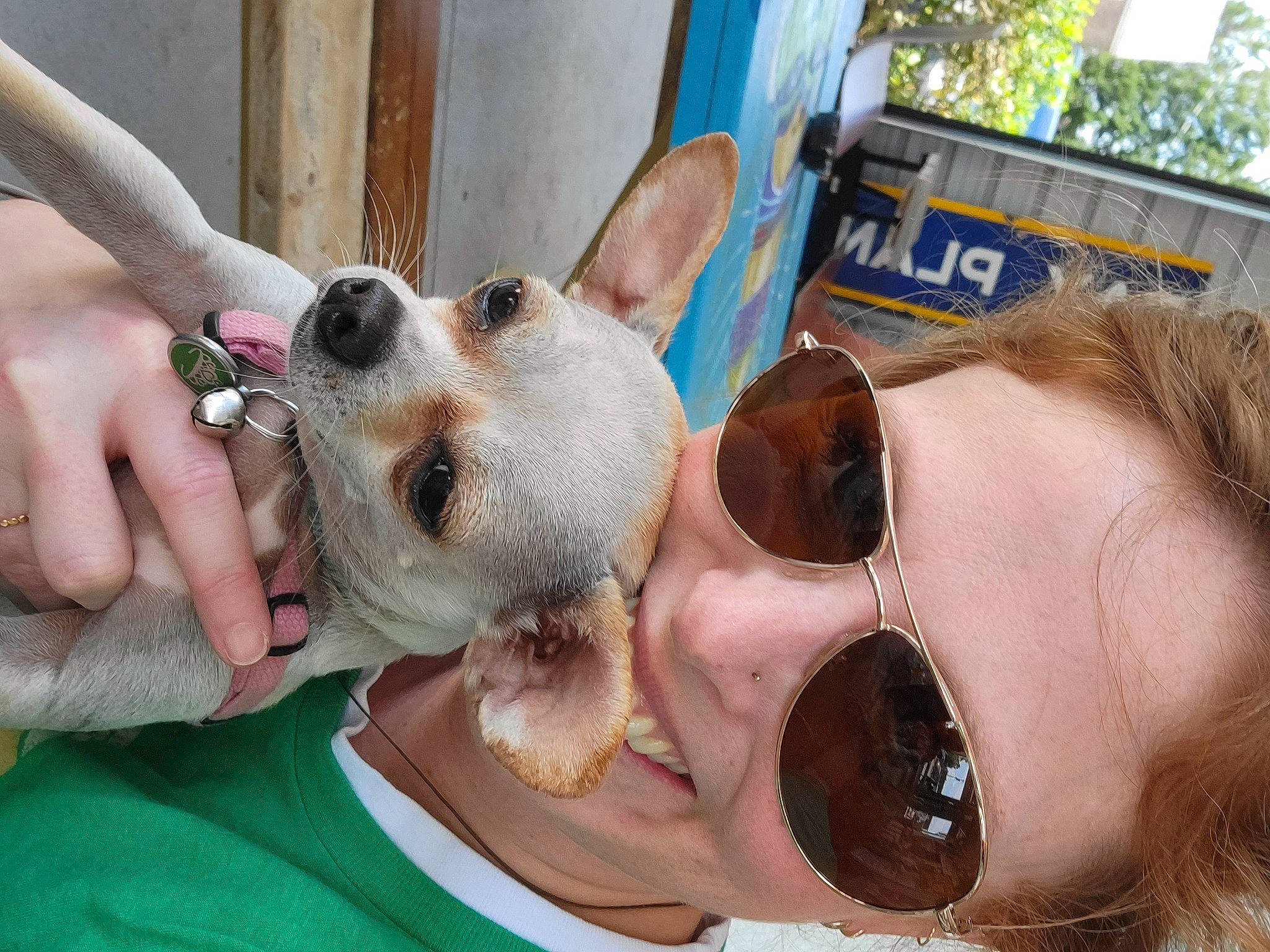 Juneau joined the competition — help win amazing prizes! carnivore, companion_dog, dog, dog_breed, drinking, ear, eyewear, fawn, fun, fur, gesture, goggles, happy, nail, nose, personal_protective_equipment, selfie, sunglasses, toy_dog, vision_care