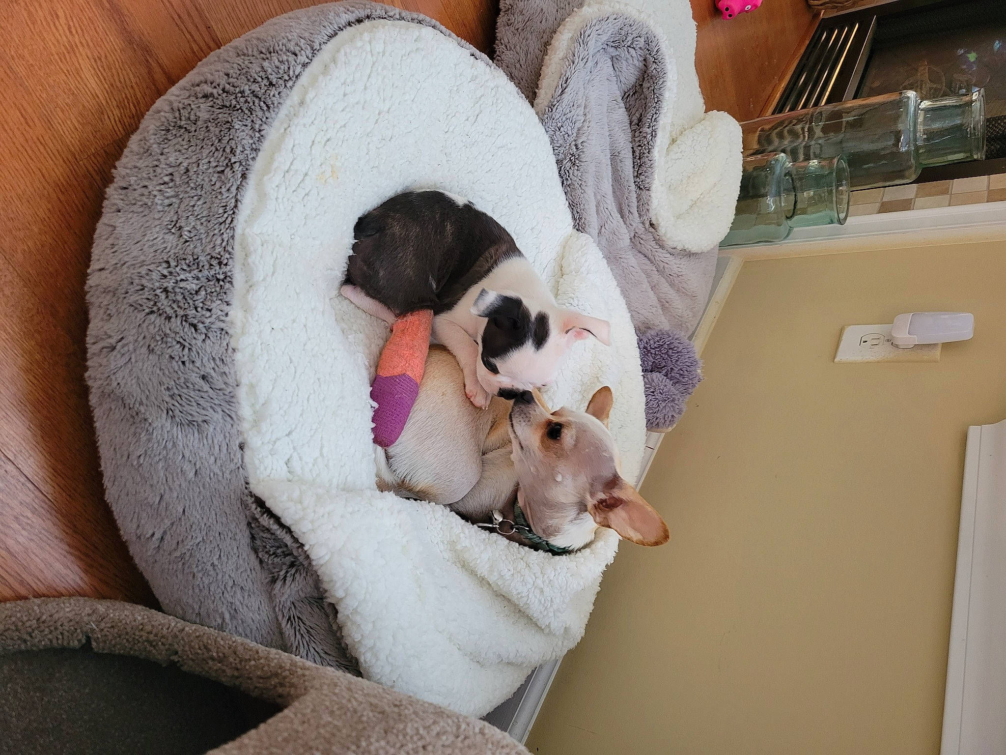 Juneau is registered to the contest to win money with this photo: canidae, carnivore, cat_bed, cat_supply, comfort, companion_dog, dog, dog_breed, fawn, felidae, fur, linens, paw, pet_supply, small_to_medium_sized_cats, snout, sporting_group, tail, toy_dog, whiskers