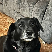 Bailey joined the competition — help win amazing prizes! animal, black_dog, brown_carpet, canine, carpet, collar, couch, dog, ears, eyes, fur, gray_couch, heart_shaped_tag, indoor, looking_up, muzzle, nose, pet, sitting, tag