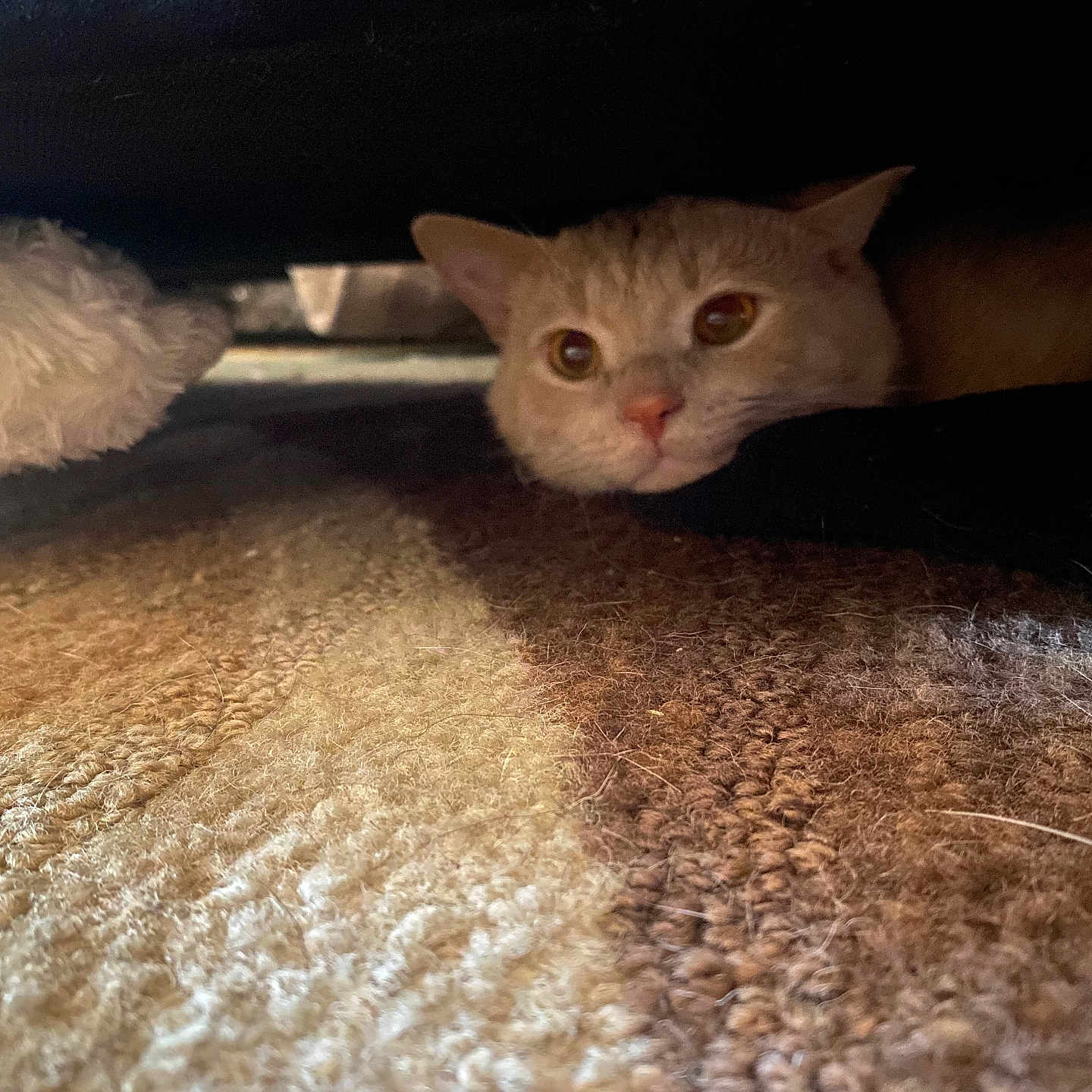 Garfield Pierre is registered to the contest to win money with this photo: abyssinian, angora, animal, bed, bedroom, blanket, cat, couch, furniture, hardwood, homedecor, indoors, kitten, manx, pet, quilt, room, siamese, wood
