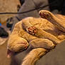 abyssinian, animal, bodypart, canine, cat, couch, dog, electronics, finger, furniture, hand, hardware, hardwood, hook, kitten, person, pet, puppy, toe, wood