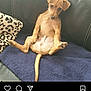 puppy, dog, brown, sitting, blanket, couch, leopard_print, pet, indoor, fur, tail, ears, cute, animal, relaxed, looking_down, young, small, domestic_animal, canine