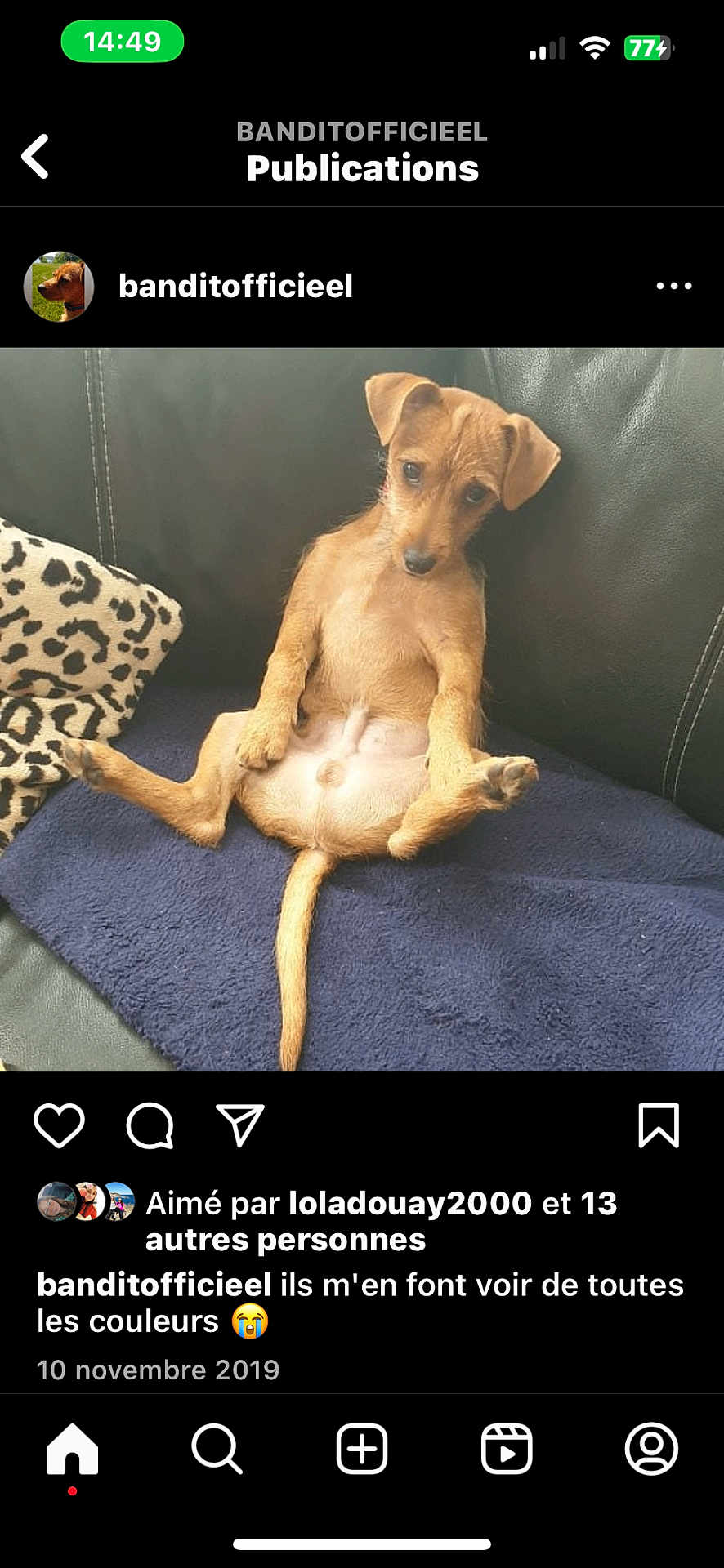 Bandit participe au concours pour gagner de l'argent avec cette photo : puppy, dog, brown, sitting, blanket, couch, leopard_print, pet, indoor, fur, tail, ears, cute, animal, relaxed, looking_down, young, small, domestic_animal, canine