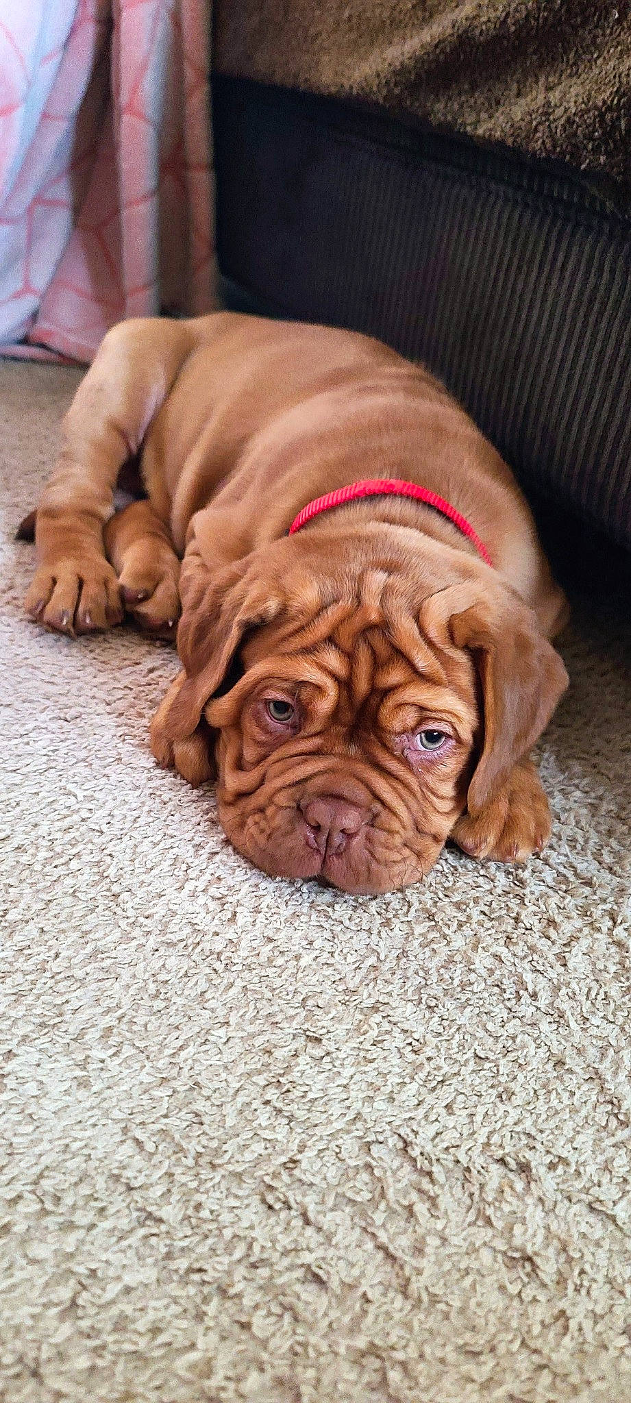 Augie joined the competition — help win amazing prizes! bulldog, carnivore, comfort, companion_dog, dog, dog_breed, dog_collar, dog_supply, fawn, flooring, liver, ori_pei, shar_pei, snout, sporting_group, terrestrial_animal, whiskers, wood, working_animal, wrinkle