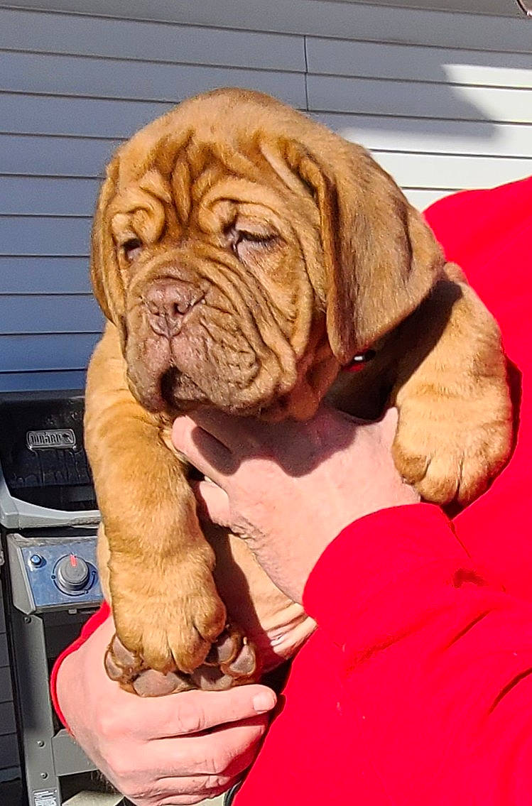 Augie is registered to the contest to win money with this photo: canidae, carnivore, collar, comfort, companion_dog, dog, dog_breed, dog_collar, fawn, flooring, fur, liver, ori_pei, shar_pei, snout, sporting_group, wood, working_animal, working_dog, wrinkle