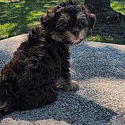 Biggiesmallz joined the competition — help win amazing prizes! puppy, dog, outdoor, grass, tree, sunlight, shadow, park, cute, fur, pet, small, animal, nature, texture, daytime, sitting, back_view, curious, canine