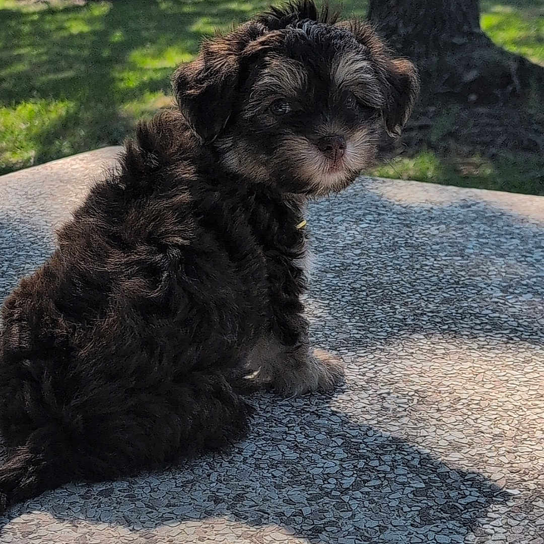 Biggiesmallz joined the competition — help win amazing prizes! puppy, dog, outdoor, grass, tree, sunlight, shadow, park, cute, fur, pet, small, animal, nature, texture, daytime, sitting, back_view, curious, canine