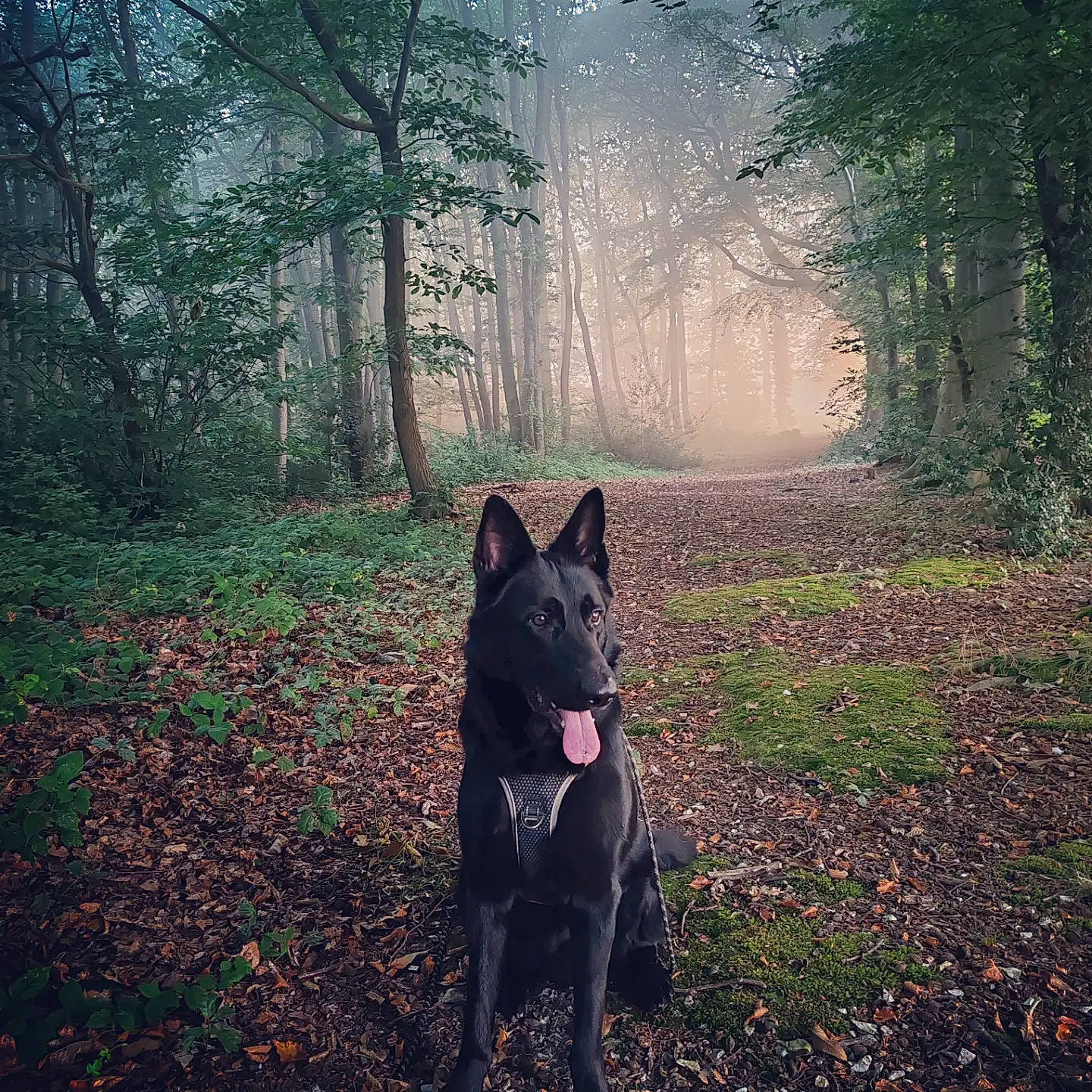 Shadow a rejoint le concours — aidez-le/la à gagner de superbes lots ! atmospheric_phenomenon, carnivore, darkness, dog, dog_breed, forest, grass, herding_dog, landscape, natural_landscape, northern_hardwood_forest, people_in_nature, plant, tail, temperate_broadleaf_and_mixed_forest, tints_and_shades, tree, trunk, wood, woodland