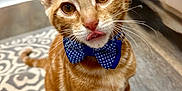 Whiskey is registered to the contest to win money with this photo: animal, blue_bowtie, bowtie, cat, closeup, cute, ears, feline, floor, ginger_cat, indoor, patterned_rug, pet, playful, portrait, rug, sitting, tabby, tongue_out, whiskers