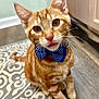 animal, blue_bowtie, bowtie, cat, closeup, cute, ears, feline, floor, ginger_cat, indoor, patterned_rug, pet, playful, portrait, rug, sitting, tabby, tongue_out, whiskers