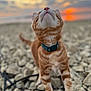 Whiskey joined the competition — help win amazing prizes! animal, cat, closeup, collar, colorful, curious, focus, fur, ground, mammal, nature, orange_tabby, outdoor, pet, playing, rocks, sky, sunlight, sunset, whiskers