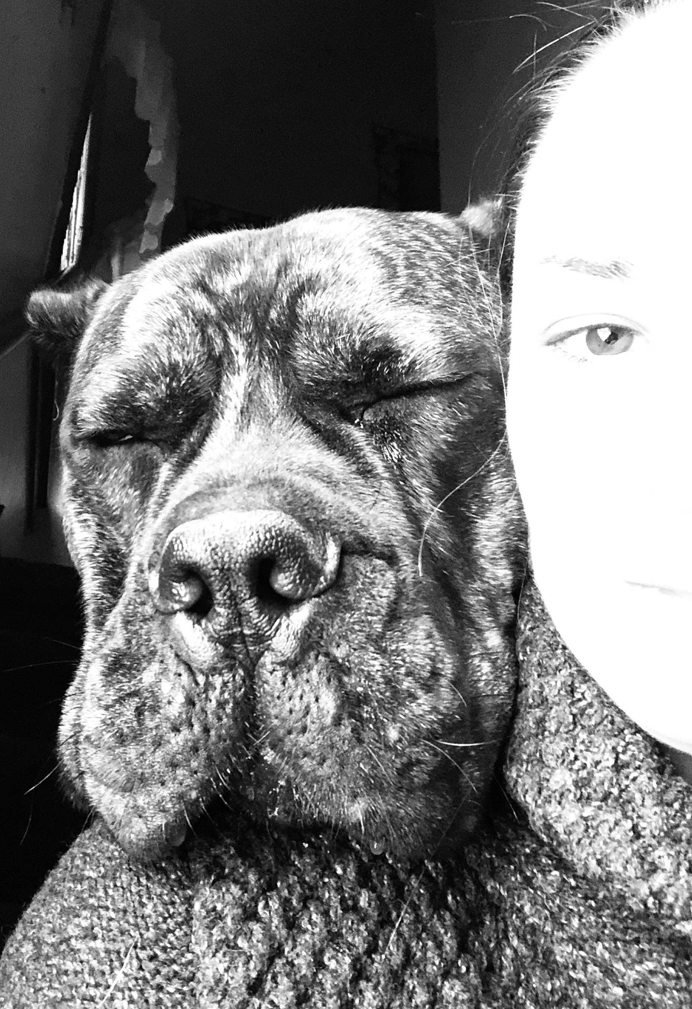 Axl Rose joined the competition — help win amazing prizes! alano_espanol, alaunt, american_pit_bull_terrier, american_staffordshire_terrier, bandog, black_and_white, cane_corso, canidae, carnivore, cordoba_fighting_dog, dog, dog_breed, mammal, molosser, nose, perro_de_presa_canario, pit_bull, snout, vertebrate, whiskers