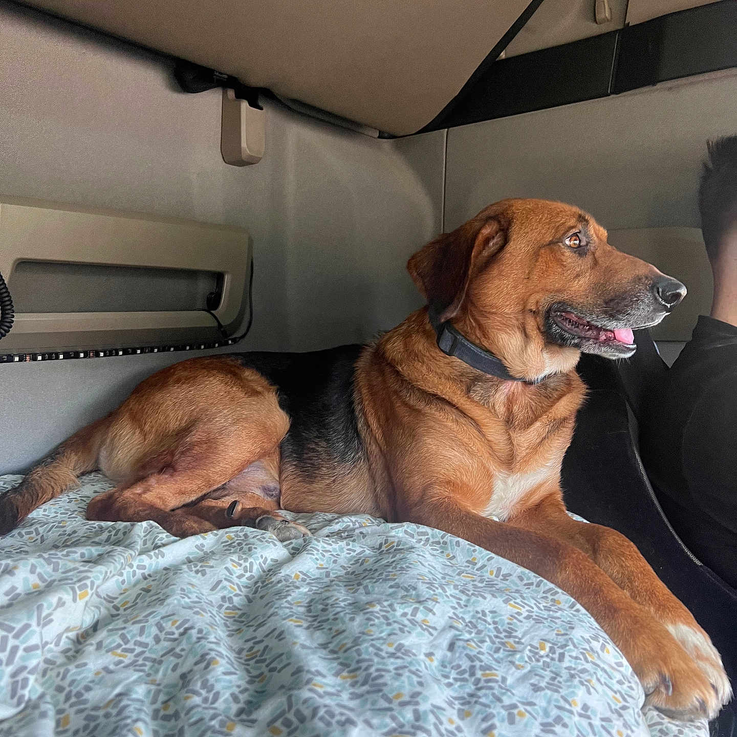 Rocky a rejoint le concours — aidez-le/la à gagner de superbes lots ! animal, architecture, beagle, bed, bedroom, blanket, building, canine, cushion, dog, furniture, homedecor, hound, indoors, outdoors, person, pet, puppy, room, shelter