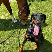 Samael participe au concours pour gagner de l'argent avec cette photo : animal, black_dog, brown_horse, doberman, dog, field, friendly, grass, greenery, happy, horse, leash, mammal, muzzle, nature, outdoor, pet, playful, sunny, tongue_out