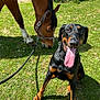 animal, black_dog, brown_horse, doberman, dog, field, friendly, grass, greenery, happy, horse, leash, mammal, muzzle, nature, outdoor, pet, playful, sunny, tongue_out