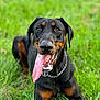 Samael a rejoint le concours — aidez-le/la à gagner de superbes lots ! animal, black_and_tan, canine, chain_collar, close_up, companion, doberman, dog, ears, friendly, grass, happy, lying_down, muzzle, nature, outdoor, pet, playful, summer, tongue_out