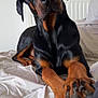 Samael a rejoint le concours — aidez-le/la à gagner de superbes lots ! animal, bed, black, brown, canine, closeup, companion, curious, doberman, dog, domestic, ears, fur, indoor, looking, muzzle, paw, pet, resting, snout