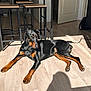 animal, black_and_tan, canine, doberman, dog, flooring, furniture, home, indoor, lying_down, modern, open_door, pet, relaxed, resting, shadow, stool, sunlight, sunny, wooden_floor