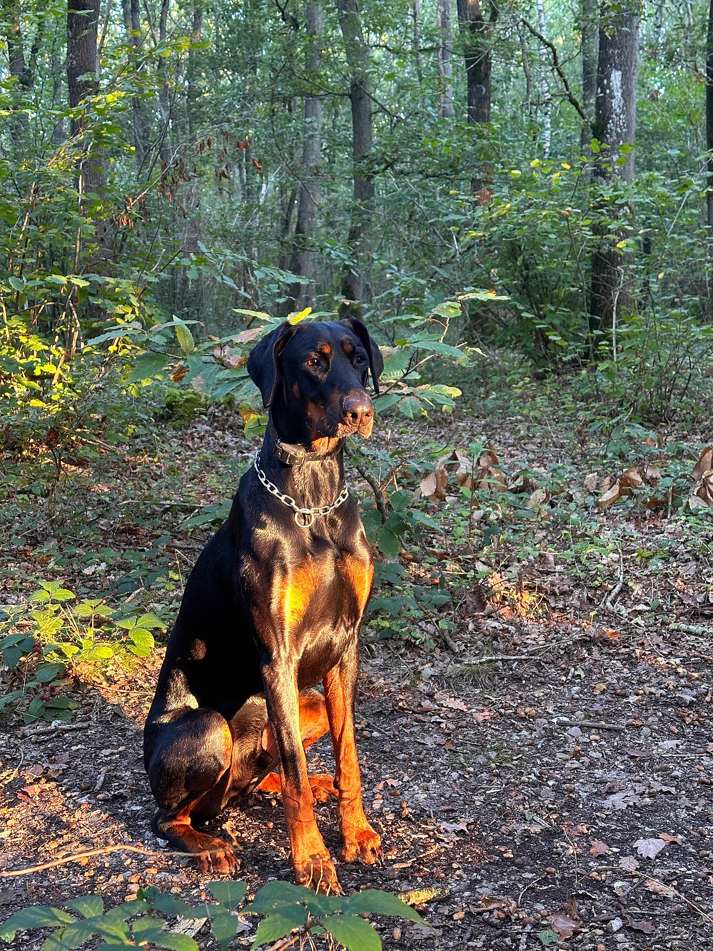 Samael participe au concours pour gagner de l'argent avec cette photo : animal, black, brown, canine, chain, collar, daylight, doberman, dog, forest, ground, leaves, nature, outdoor, pet, plants, sitting, sunlight, trees, wildlife