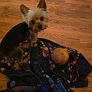 Zeus is registered to the contest to win money with this photo: dog, small_dog, yorkshire_terrier, pet, animal, blanket, ball, wooden_floor, indoor, cute, fur, ears, toy, looking_up, playful, companion, domestic, flooring, home, texture