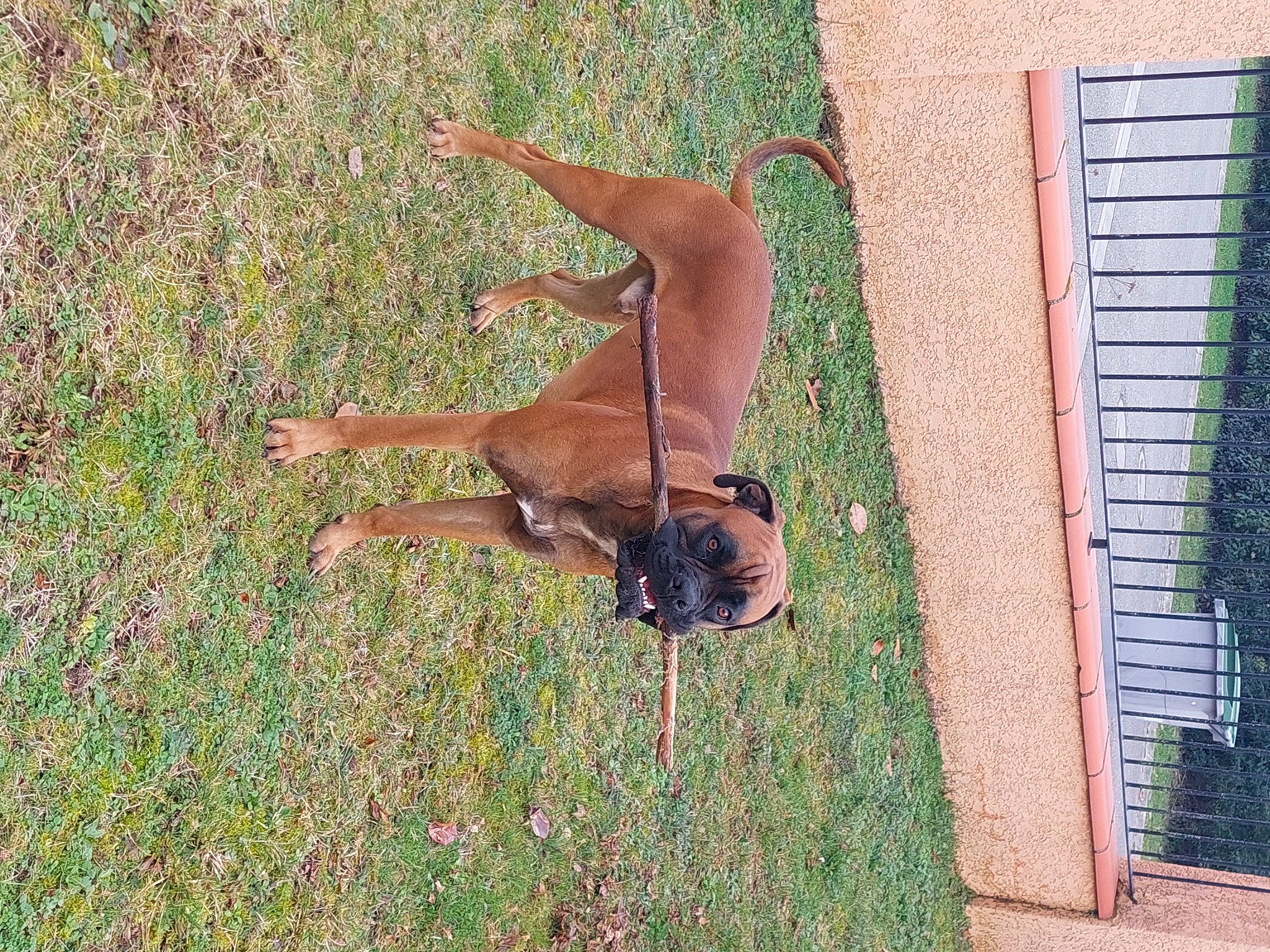 Sirius a rejoint le concours — aidez-le/la à gagner de superbes lots ! brick, brickwork, building, canidae, carnivore, dog, dog_breed, fawn, grass, house, liver, pet_supply, plant, sporting_group, tail, terrestrial_animal, wildlife, window, wood, working_animal