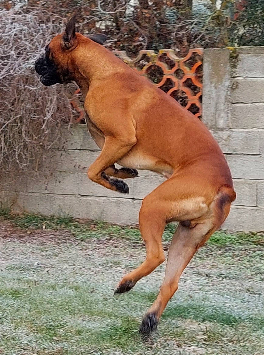Sirius participe au concours pour gagner de l'argent avec cette photo : ancient_dog_breeds, balance, canidae, carnivore, collar, companion_dog, dog, dog_breed, fawn, fence, hunting_dog, liver, non_sporting_group, plant, snout, terrestrial_animal, wildlife