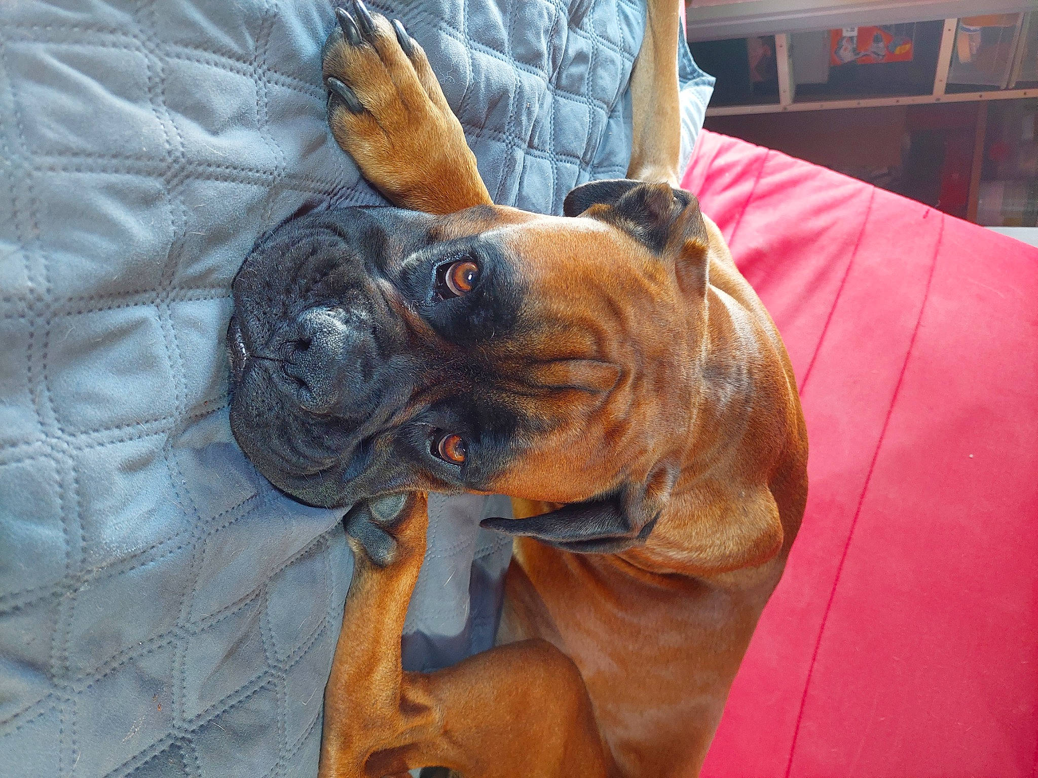 Sirius a rejoint le concours — aidez-le/la à gagner de superbes lots ! biting, carnivore, collar, comfort, companion_dog, dog, dog_breed, dog_collar, ear, fawn, guard_dog, liver, molosser, snout, sporting_group, toy_dog, whiskers, working_animal, working_dog, wrinkle