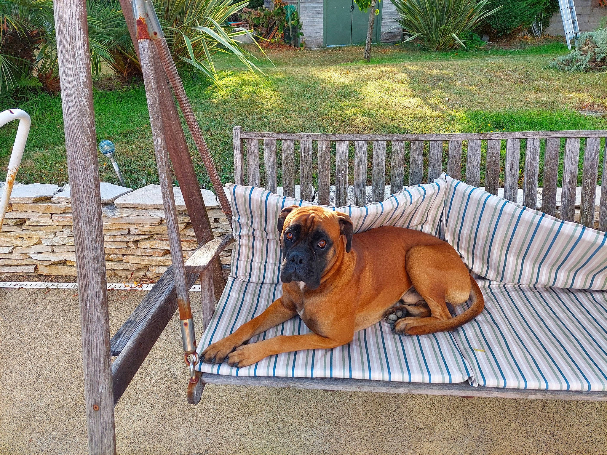 Sirius participe au concours pour gagner de l'argent avec cette photo : boxer, canidae, carnivore, chair, companion_dog, dog, dog_breed, dog_supply, fawn, fence, grass, molosser, outdoor_furniture, pet_supply, plant, shar_pei, sporting_group, tail, wood, working_animal