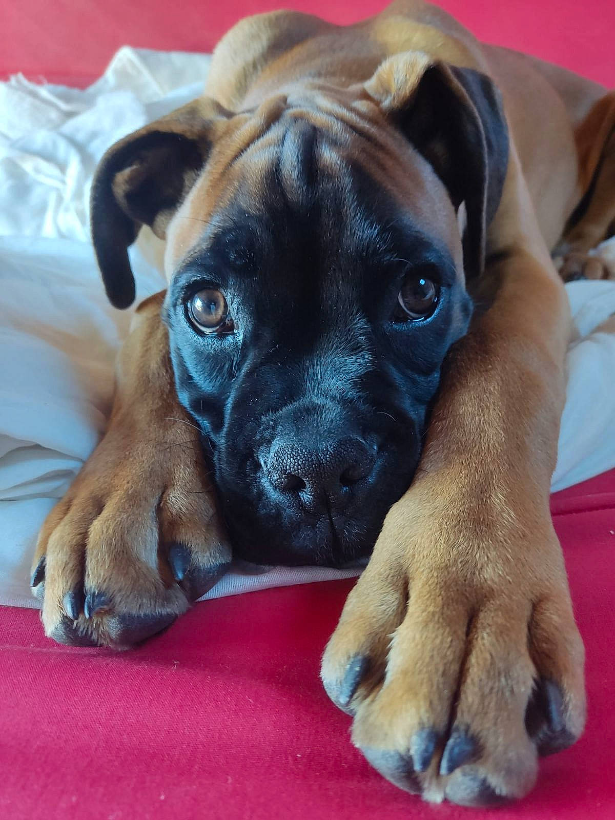 Sirius participe au concours pour gagner de l'argent avec cette photo : bored, canidae, carnivore, comfort, companion_dog, dog, dog_breed, dog_supply, ear, fawn, gesture, liver, snout, sporting_group, terrestrial_animal, toy_dog, whiskers, working_animal, wrinkle, wrist