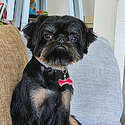 Uber a rejoint le concours — aidez-le/la à gagner de superbes lots ! dog, pet, canine, black_fur, tan_fur, collar, tag, bone_shaped_tag, sitting, couch, indoor, furniture, pillow, close_up, cute, attentive, small_dog, domestic_animal, household, companion