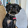attentive, black_fur, bone_shaped_tag, canine, close_up, collar, companion, couch, cute, dog, domestic_animal, furniture, household, indoor, pet, pillow, sitting, small_dog, tag, tan_fur