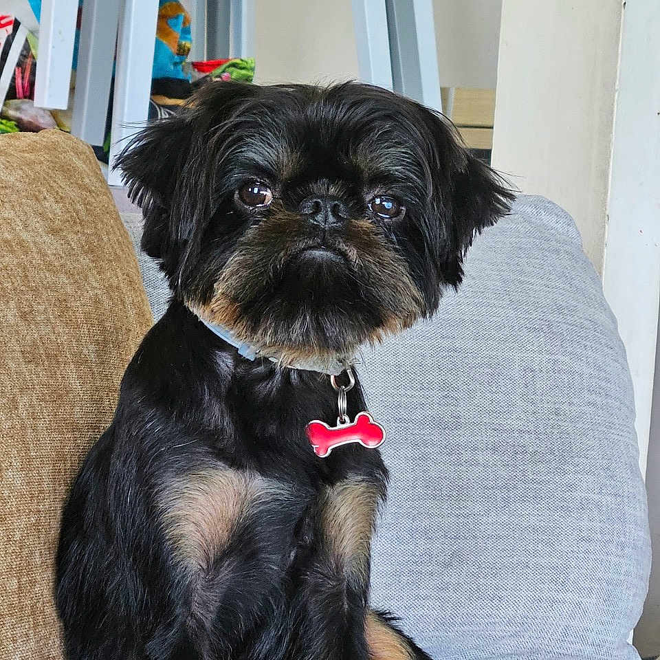 Uber a rejoint le concours — aidez-le/la à gagner de superbes lots ! attentive, black_fur, bone_shaped_tag, canine, close_up, collar, companion, couch, cute, dog, domestic_animal, furniture, household, indoor, pet, pillow, sitting, small_dog, tag, tan_fur