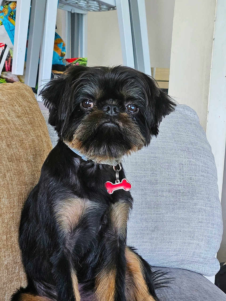 Uber a rejoint le concours — aidez-le/la à gagner de superbes lots ! dog, pet, canine, black_fur, tan_fur, collar, tag, bone_shaped_tag, sitting, couch, indoor, furniture, pillow, close_up, cute, attentive, small_dog, domestic_animal, household, companion