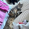 two_cats, sleeping, bed, blanket, striped_cat, tabby_cat, indoor, cozy, pet_toy, pink_towel, feline, resting, domestic_animal, fur, cute, relaxed, home, animal, companion, comfort