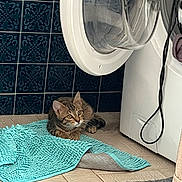 Amo a rejoint le concours — aidez-le/la à gagner de superbes lots ! cat, tabby, laundry_room, washing_machine, bath_mat, tile_floor, blue_tiles, curious, pet, indoor, floor_mat, cozy, resting, animal, whiskers, ears, paw, domestic, appliance, home