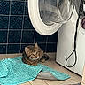 cat, tabby, laundry_room, washing_machine, bath_mat, tile_floor, blue_tiles, curious, pet, indoor, floor_mat, cozy, resting, animal, whiskers, ears, paw, domestic, appliance, home