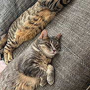 Una participe au concours pour gagner de l'argent avec cette photo : cat, cats, gray_cat, tabby_cat, couch, furniture, relaxing, resting, indoor, pet, animal, sleeping, fur, whiskers, ears, paw, cozy, texture, domestic, companion