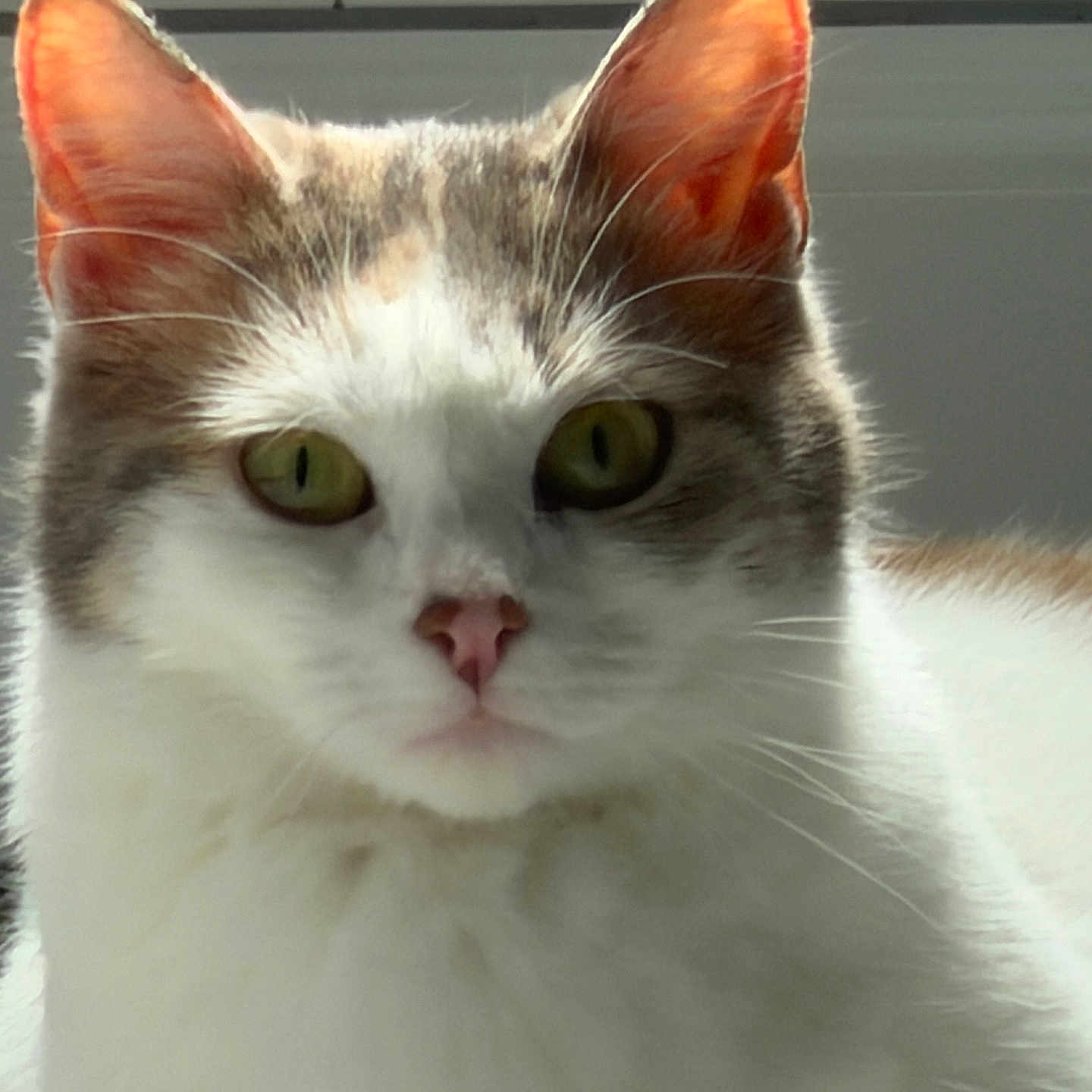 Lulu