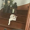 cat, stairs, wood, flower_arrangement, candle, lantern, indoor, pet, relaxing, white_cat, gray_cat, paw, furniture, home_decor, wooden_stairs, domestic, cozy, resting, animal, fan