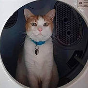 Nugget joined the competition — help win amazing prizes! animal, appliance, cat, device, electricaldevice, laundry, pet, washer