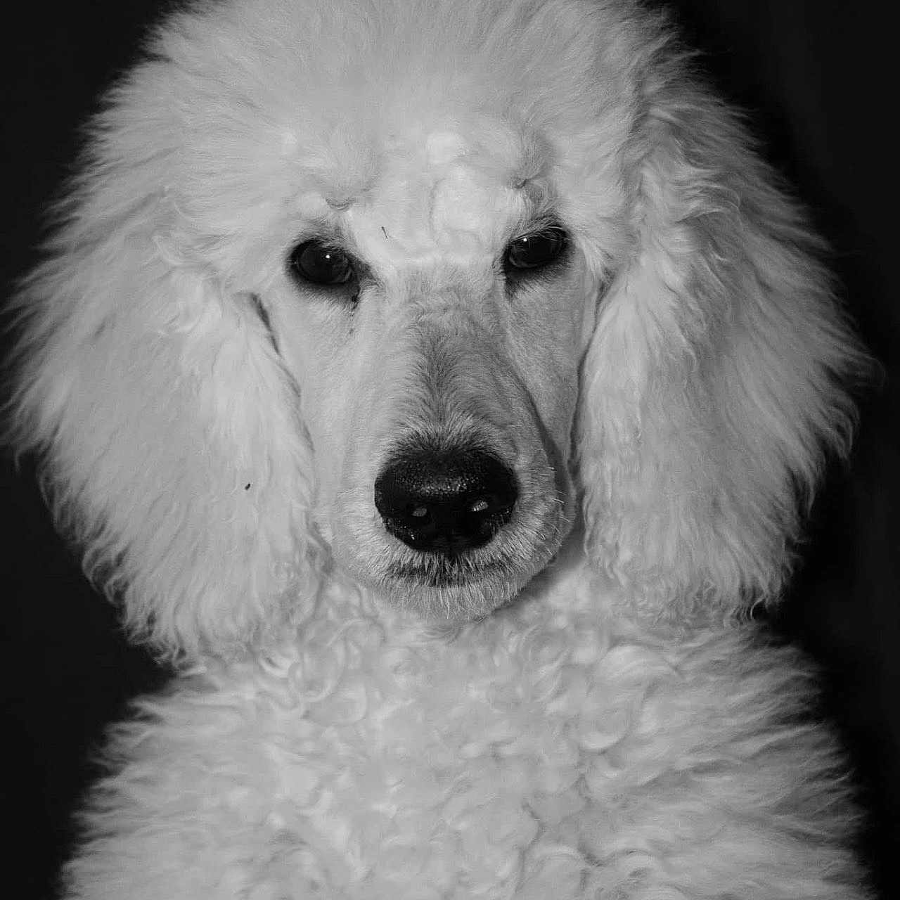 Fletcher joined the competition — help win amazing prizes! animal, canine, clothing, cockerspaniel, dog, eskimodog, face, fur, head, hound, newfoundland, person, pet, photography, poodle, portrait, puppy, terrier, white, whitedog