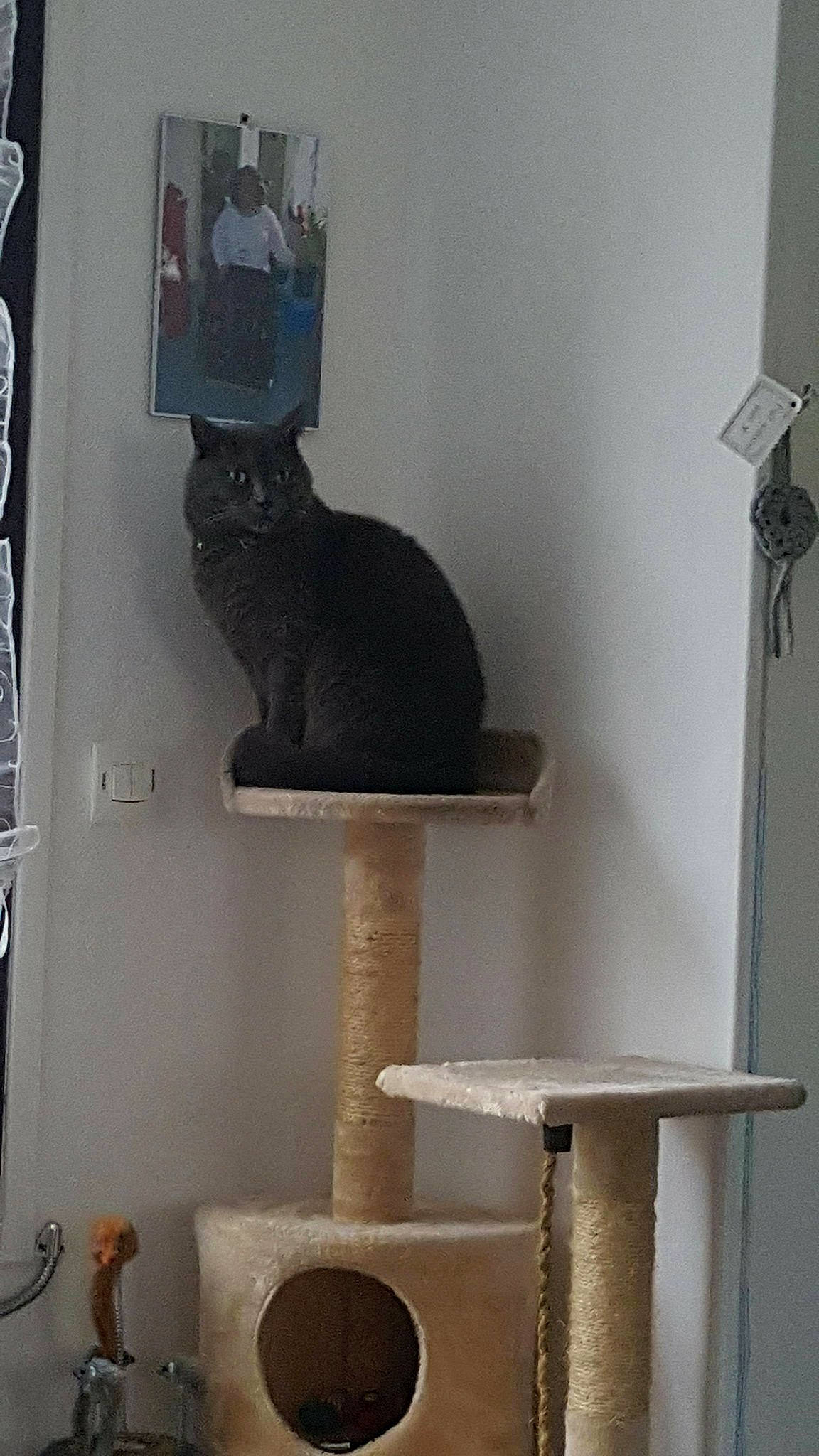 Diabolo participe au concours pour gagner de l'argent avec cette photo : carnivore, cat, cat_furniture, felidae, room, small_to_medium_sized_cats, tail, whiskers